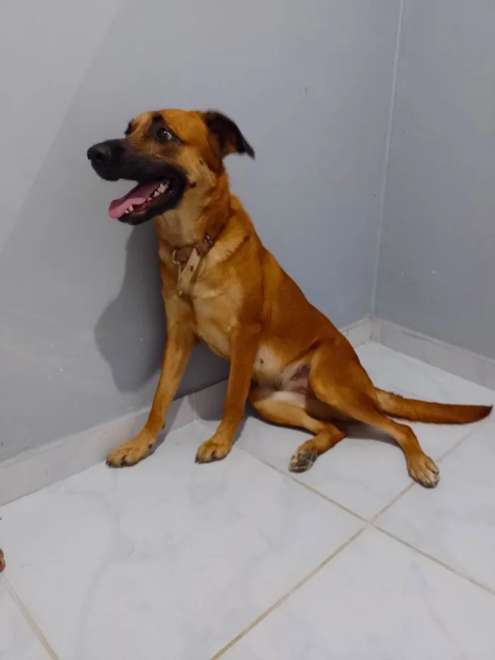 Cachorro ra a Mistura  idade 2 anos nome Megie 