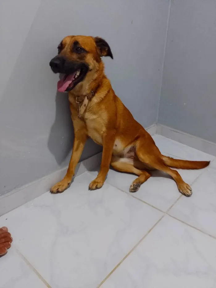 Cachorro ra a Mistura  idade 2 anos nome Megie 