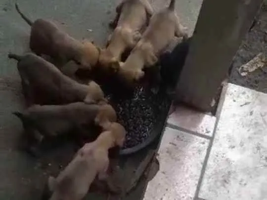 Cachorro ra a Vira lata  idade 2 a 6 meses nome Filhotes 