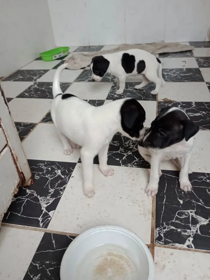 Cachorro raça Vira lata idade Abaixo de 2 meses nome Filhotes 