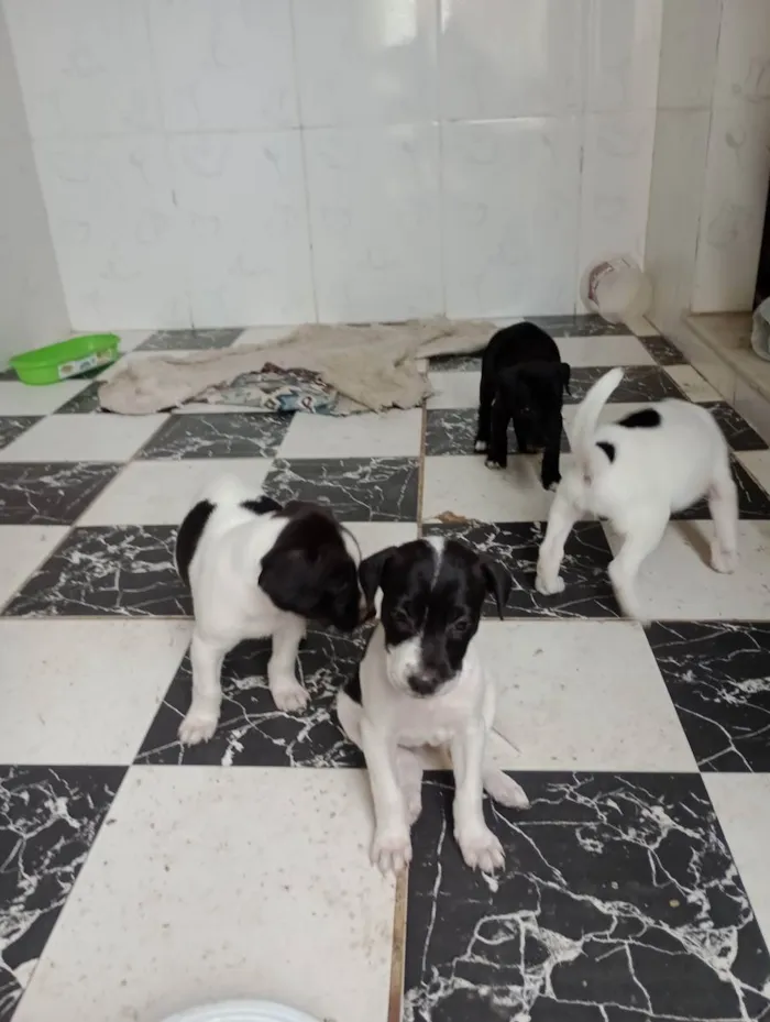 Cachorro raça Vira lata idade Abaixo de 2 meses nome Filhotes 