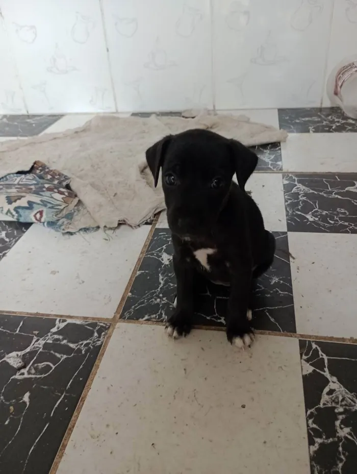 Cachorro raça Vira lata idade Abaixo de 2 meses nome Filhotes 