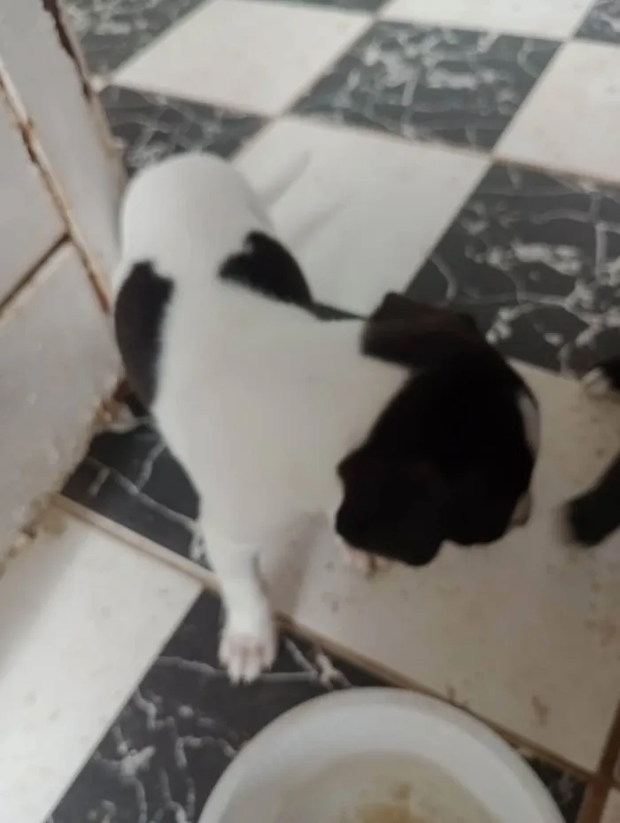 Cachorro raça Vira lata idade Abaixo de 2 meses nome Filhotes 