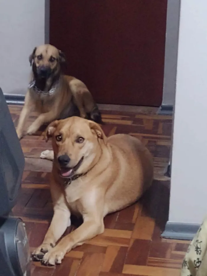 Cachorro ra a RND idade 2 anos nome João e Alícia