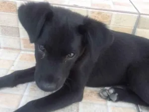 Cachorro raça Sem raça definida  idade 2 a 6 meses nome Black 