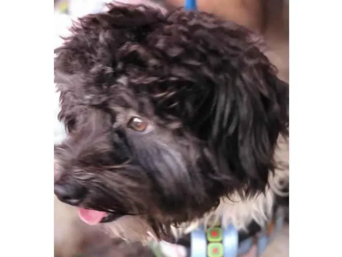 Cachorro ra a Mestiço  idade 2 anos nome Rajneesh 