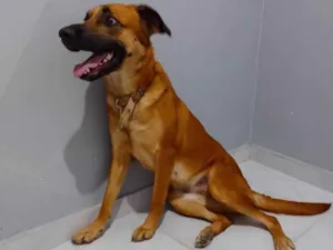 Cachorro raça Mistura  idade 2 anos nome Megie 