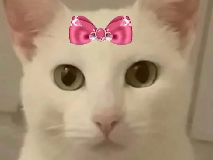 Gato ra a Mestiça  idade 2 a 6 meses nome Luna 