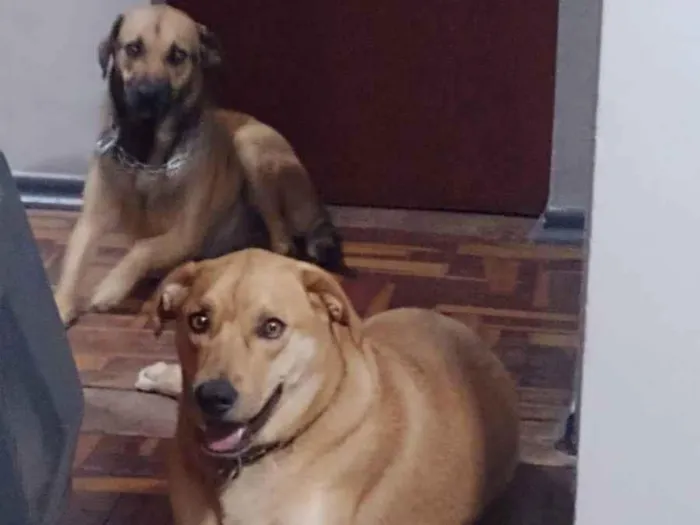 Cachorro ra a RND idade 2 anos nome João e Alícia