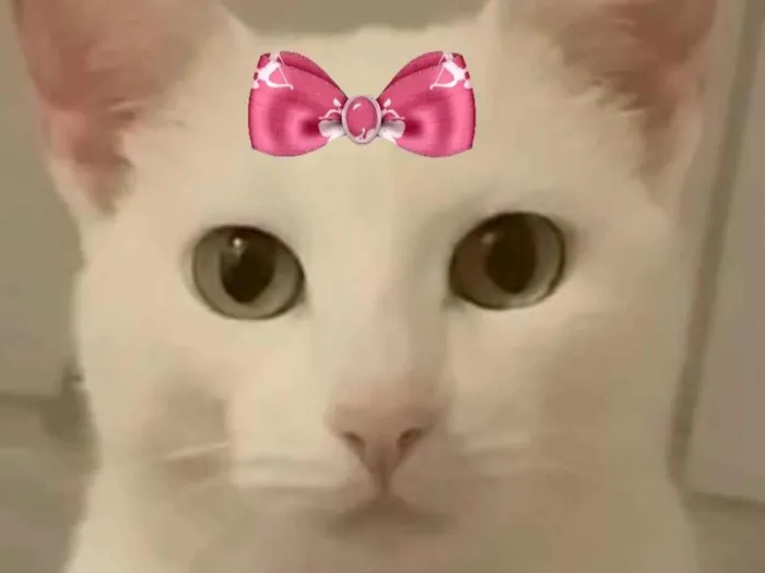 Gato ra a Mestiça  idade 2 a 6 meses nome Luna 