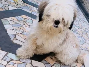 Cachorro raça Shitszu  idade 1 ano nome Pou