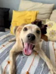 Bela