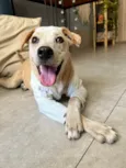 Bela