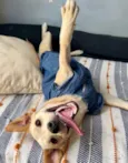 Bela