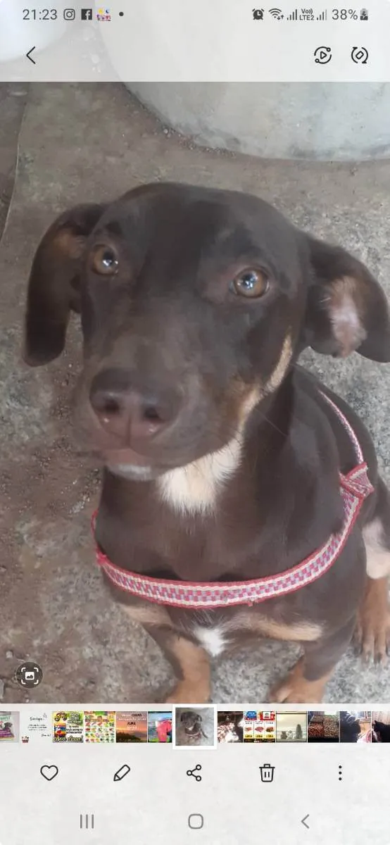 Cachorro ra a Nao sei  idade 1 ano nome Belinha 