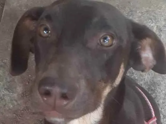 Cachorro ra a Nao sei  idade 1 ano nome Belinha 