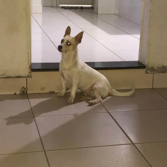 Cachorro ra a Pintiher idade 3 anos nome Doki