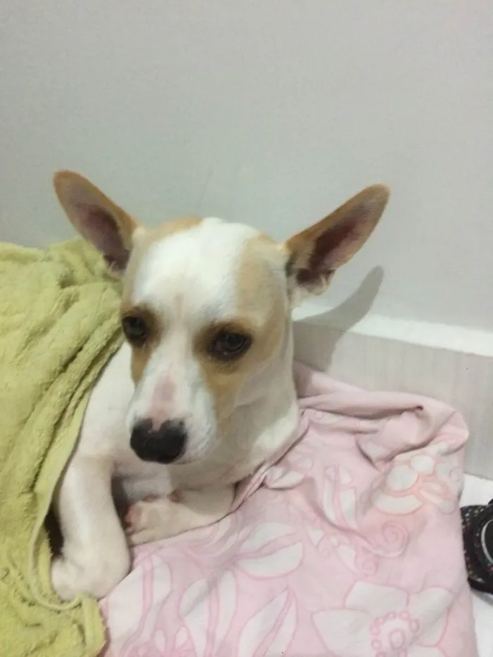 Cachorro ra a Pintiher idade 3 anos nome Doki