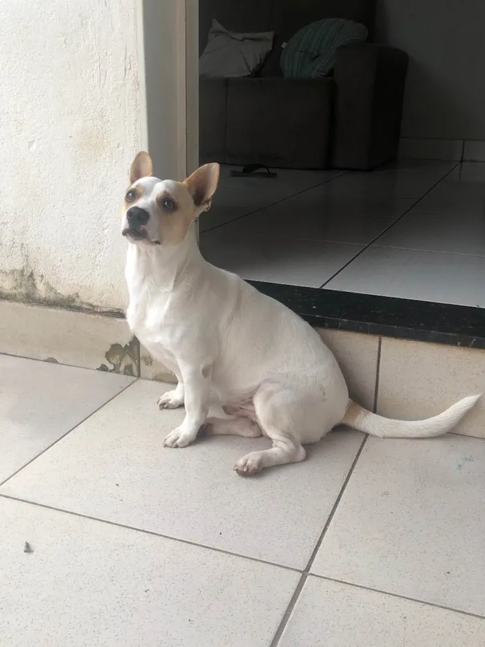 Cachorro ra a Pintiher idade 3 anos nome Doki