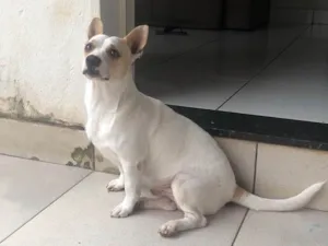 Cachorro raça Pintiher idade 3 anos nome Doki