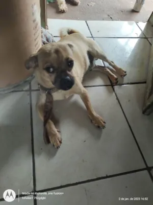 Cachorro raça Mestura pug com liasa  idade 7 a 11 meses nome Indefinido pequeno 