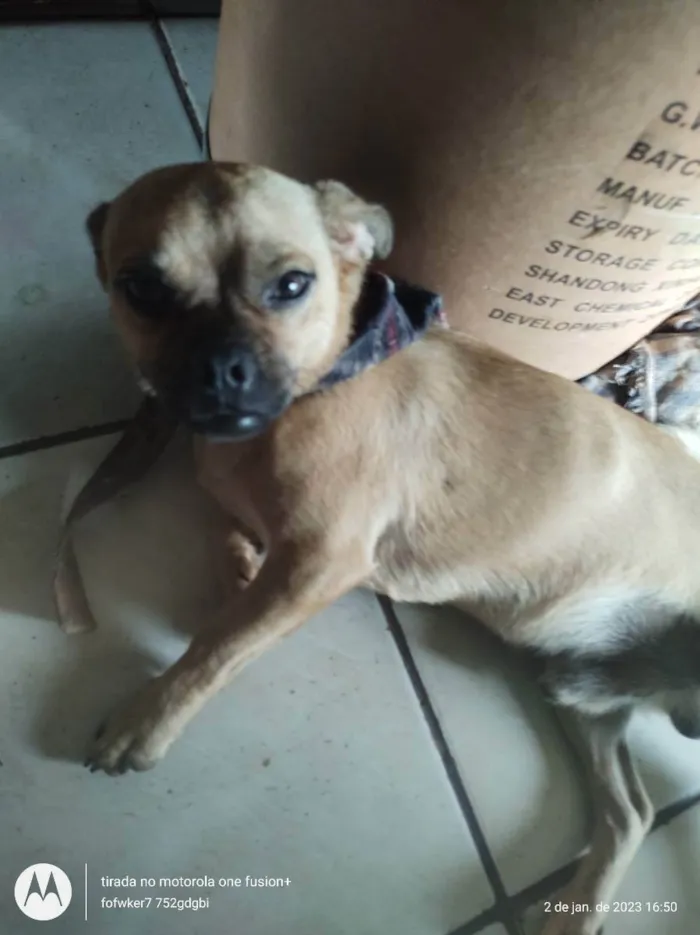 Cachorro raça Mestura pug com liasa  idade 7 a 11 meses nome Indefinido pequeno 