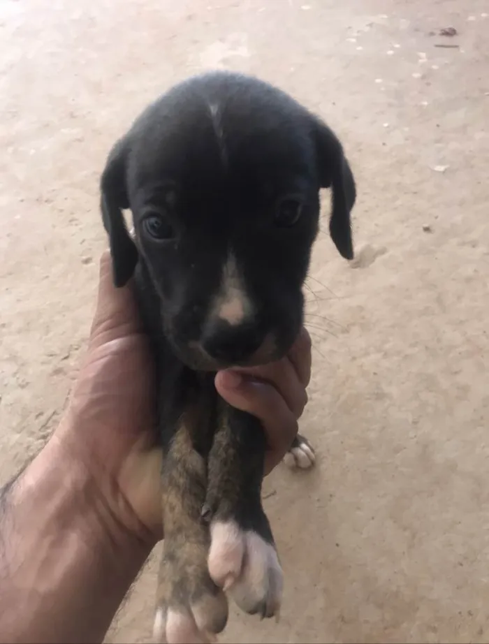 Cachorro ra a Vira lata  idade Abaixo de 2 meses nome Sem nome