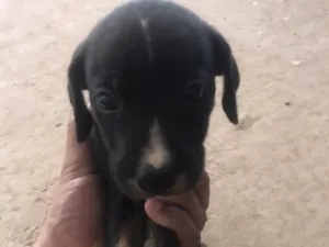 Cachorro raça Vira lata  idade Abaixo de 2 meses nome Sem nome