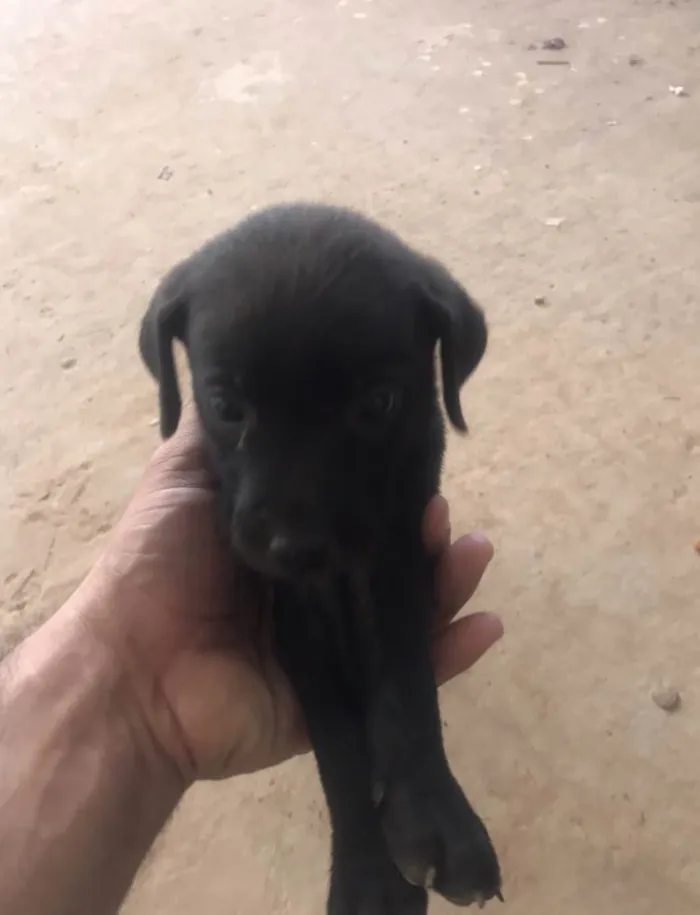 Cachorro ra a Vira lara idade Abaixo de 2 meses nome Sem nome