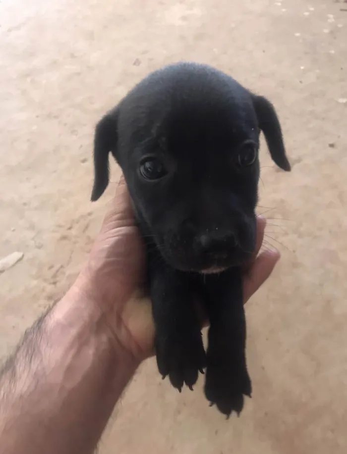 Cachorro ra a Vira lata idade Abaixo de 2 meses nome Sem nome