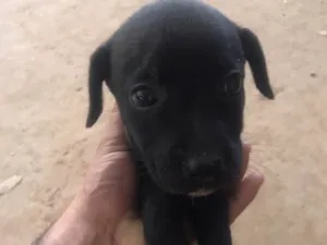 Cachorro raça Vira lata idade Abaixo de 2 meses nome Sem nome