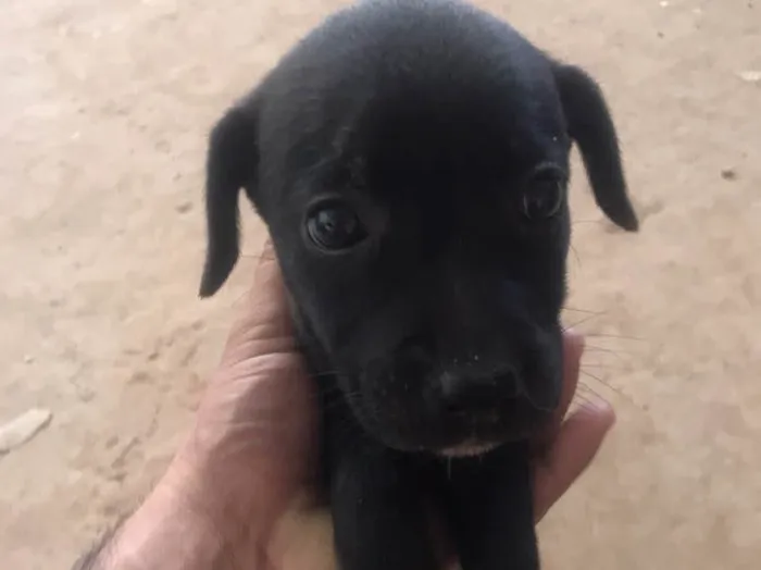 Cachorro ra a Vira lata idade Abaixo de 2 meses nome Sem nome