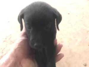 Cachorro raça Vira lara idade Abaixo de 2 meses nome Sem nome