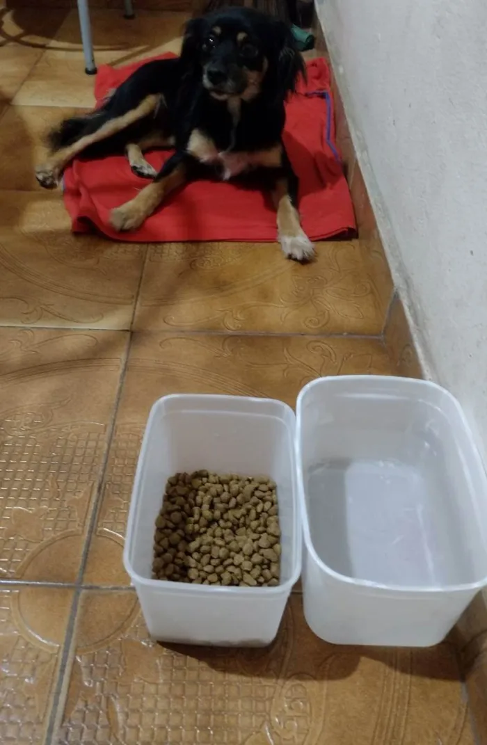 Cachorro ra a Kokoni idade 5 anos nome Mel