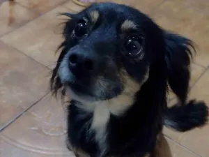 Cachorro raça Kokoni idade 5 anos nome Mel