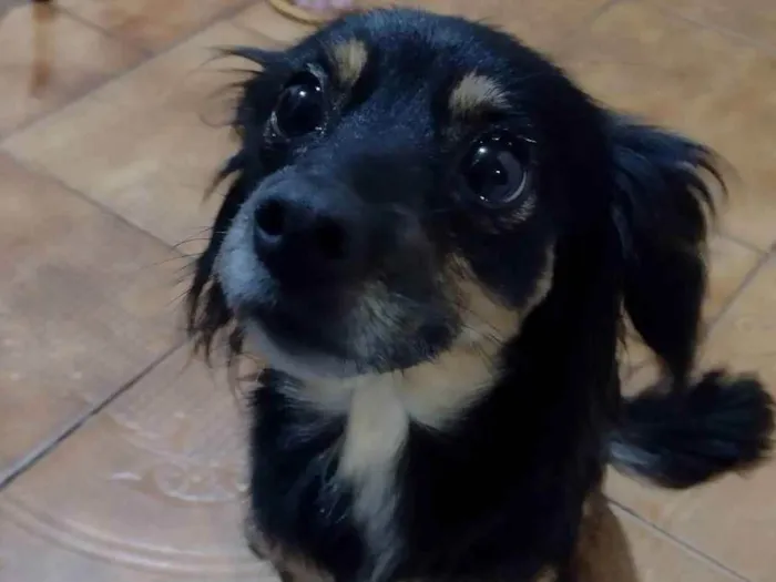 Cachorro ra a Kokoni idade 5 anos nome Mel
