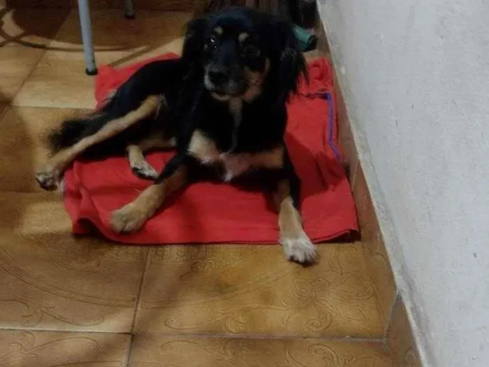 Cachorro ra a Kokoni idade 5 anos nome Mel