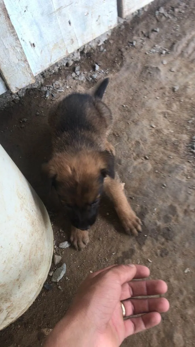 Cachorro ra a Pastor alemão  filhotes  idade 2 a 6 meses nome Pastor alemão 