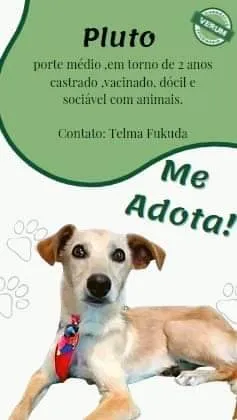 Cachorro ra a SRD idade 2 anos nome Pluto