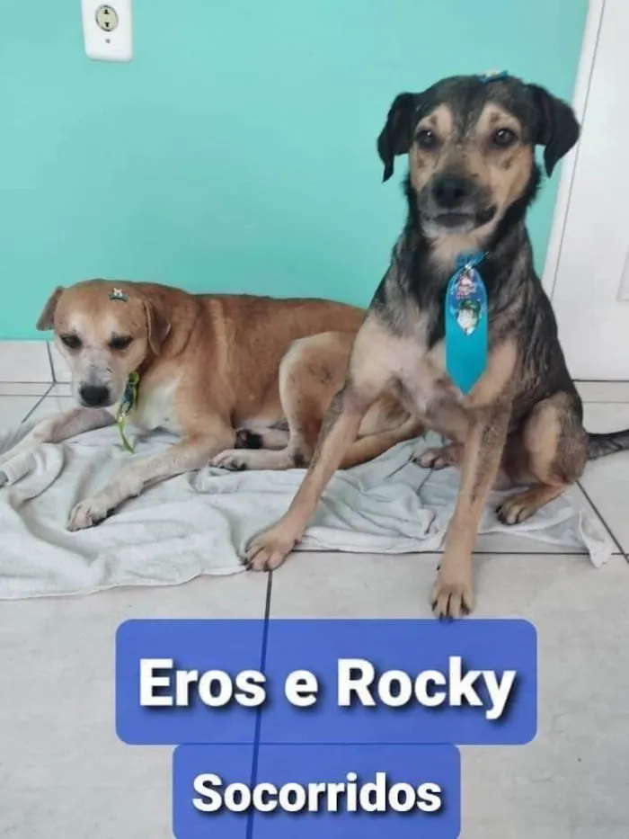 Cachorro ra a SRD idade 6 ou mais anos nome Eros/ Rocky