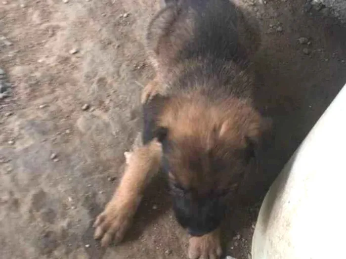 Cachorro ra a Pastor alemão  filhotes  idade 2 a 6 meses nome Pastor alemão 