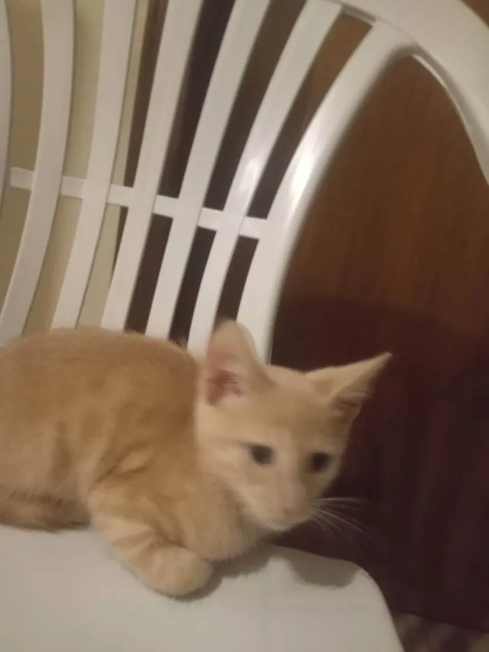 Gato ra a ...... idade Abaixo de 2 meses nome Polaco