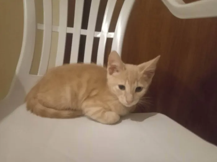 Gato ra a ...... idade Abaixo de 2 meses nome Polaco