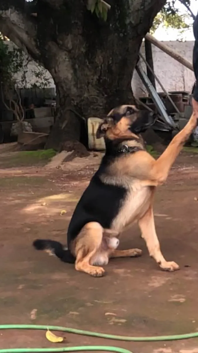 Cachorro ra a Pastor alemão  idade 5 anos nome Lyon 