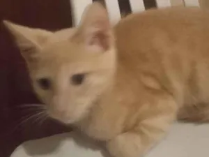 Gato raça ...... idade Abaixo de 2 meses nome Polaco