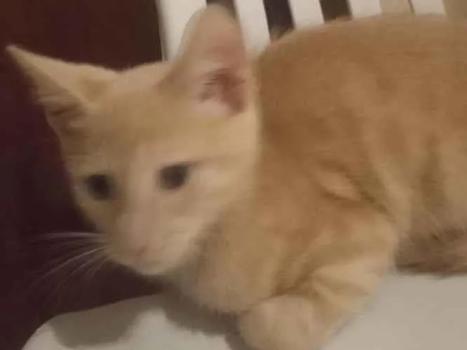 Gato ra a ...... idade Abaixo de 2 meses nome Polaco