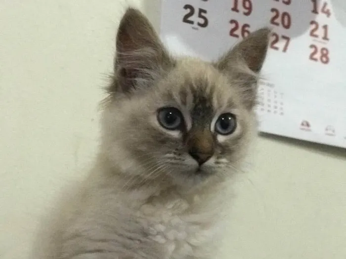 Gato ra a Sem raça  idade 2 a 6 meses nome Anna Rosa 