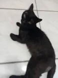 Tonico