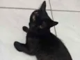 Tonico
