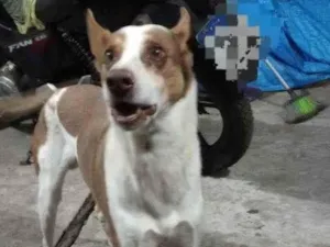 Cachorro raça Viralata mistico idade 6 ou mais anos nome Duck